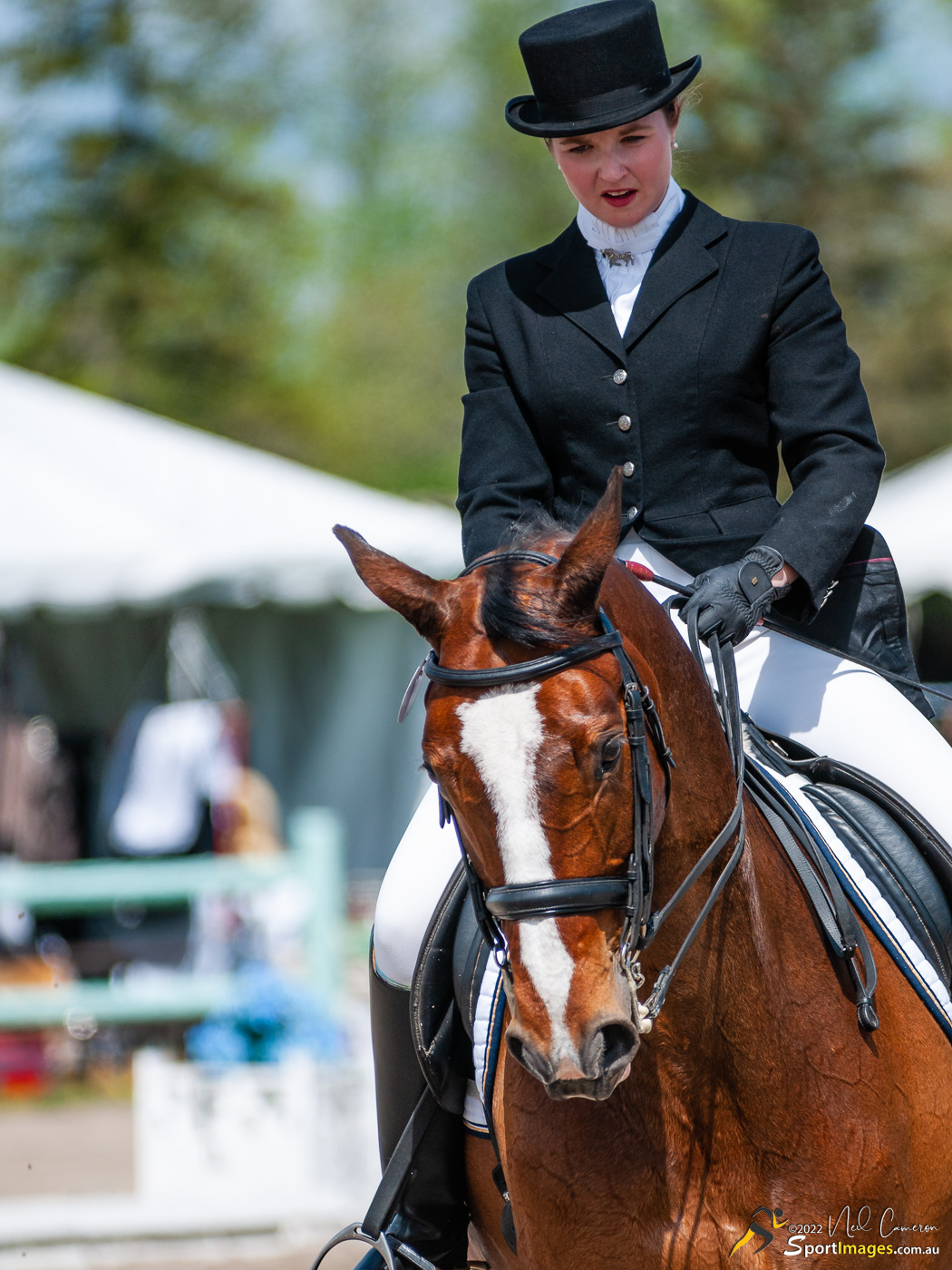 Competitor, Spring Classic Dressage, Ottawa, 2008