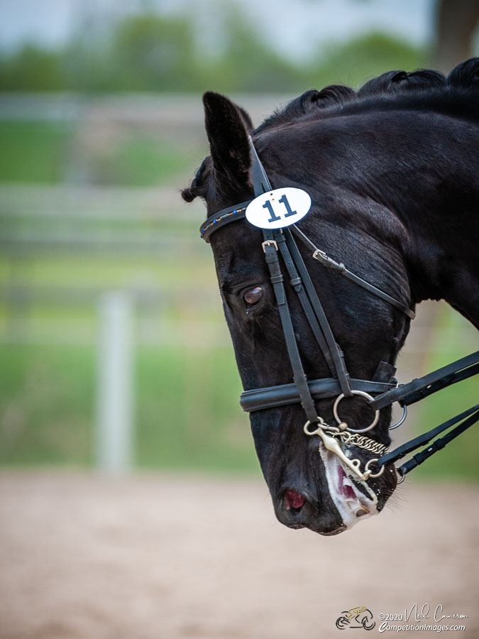 Competitor, Spring Classic Dressage, Ottawa, 2008