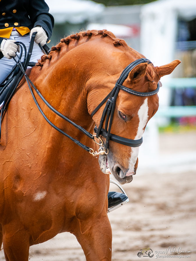 Competitor, Spring Classic Dressage, Ottawa, 2008