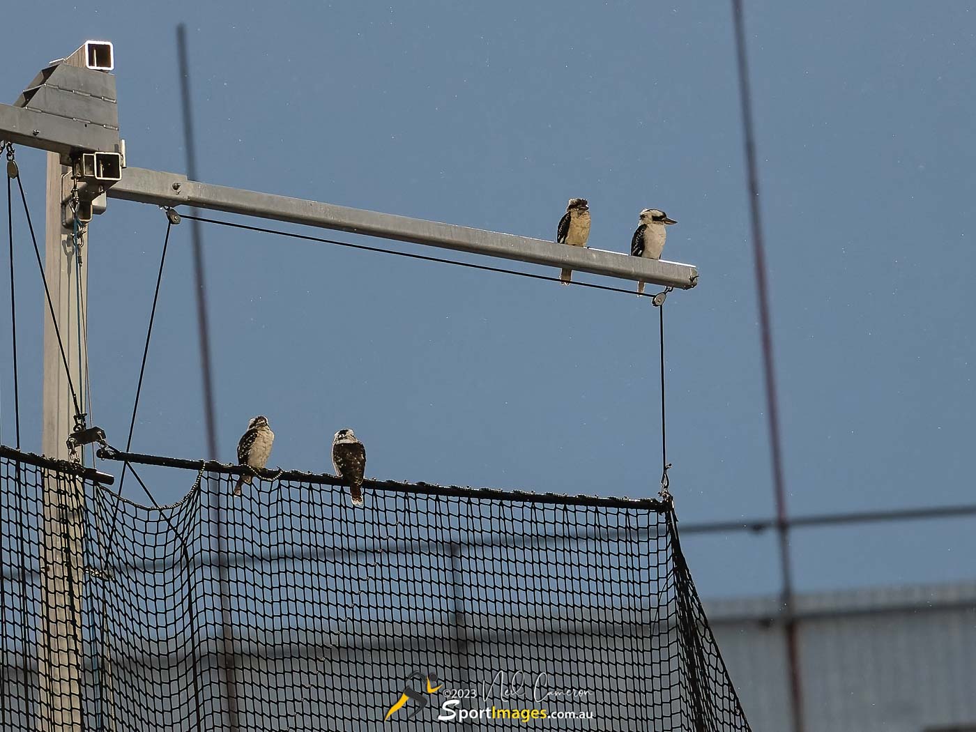 Avian spectators in VIP seats