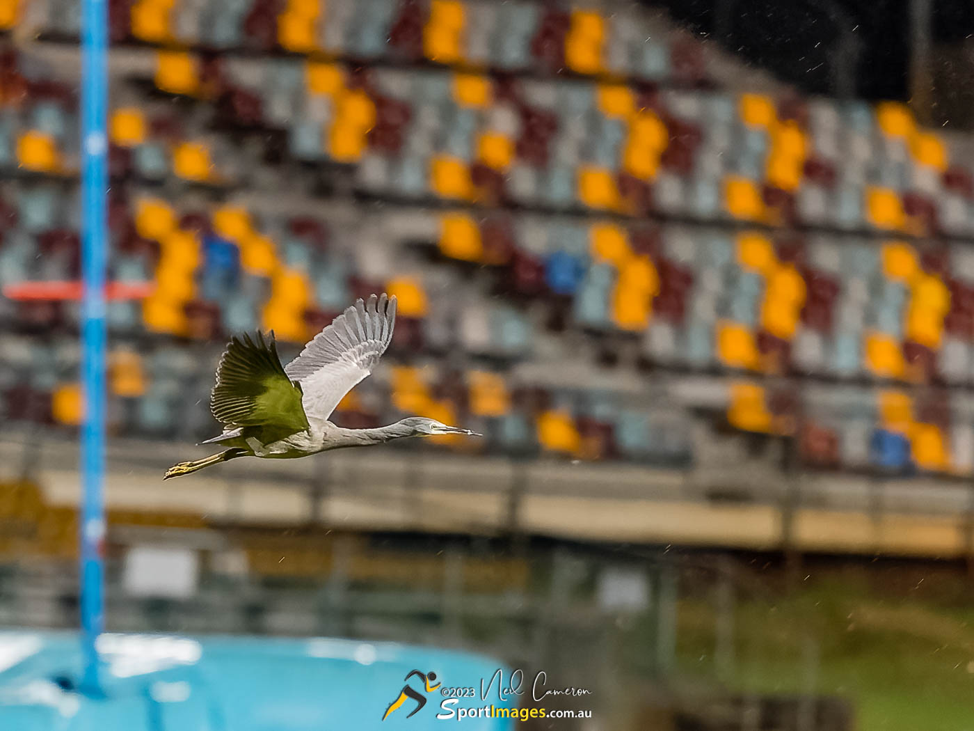 White-faced Heron looking to compete in...